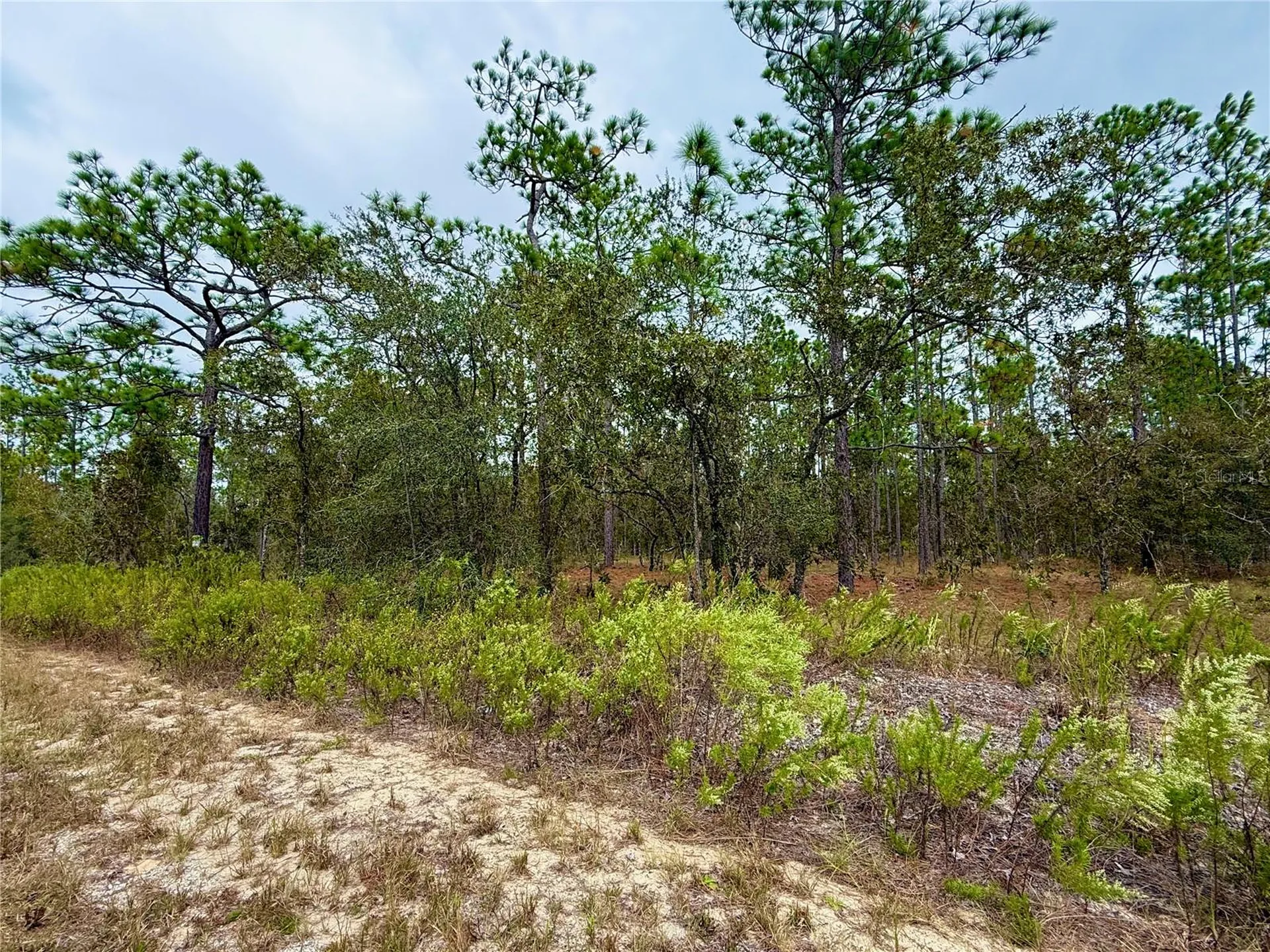 0 NW Alvarez Road Dunnellon FL 34431