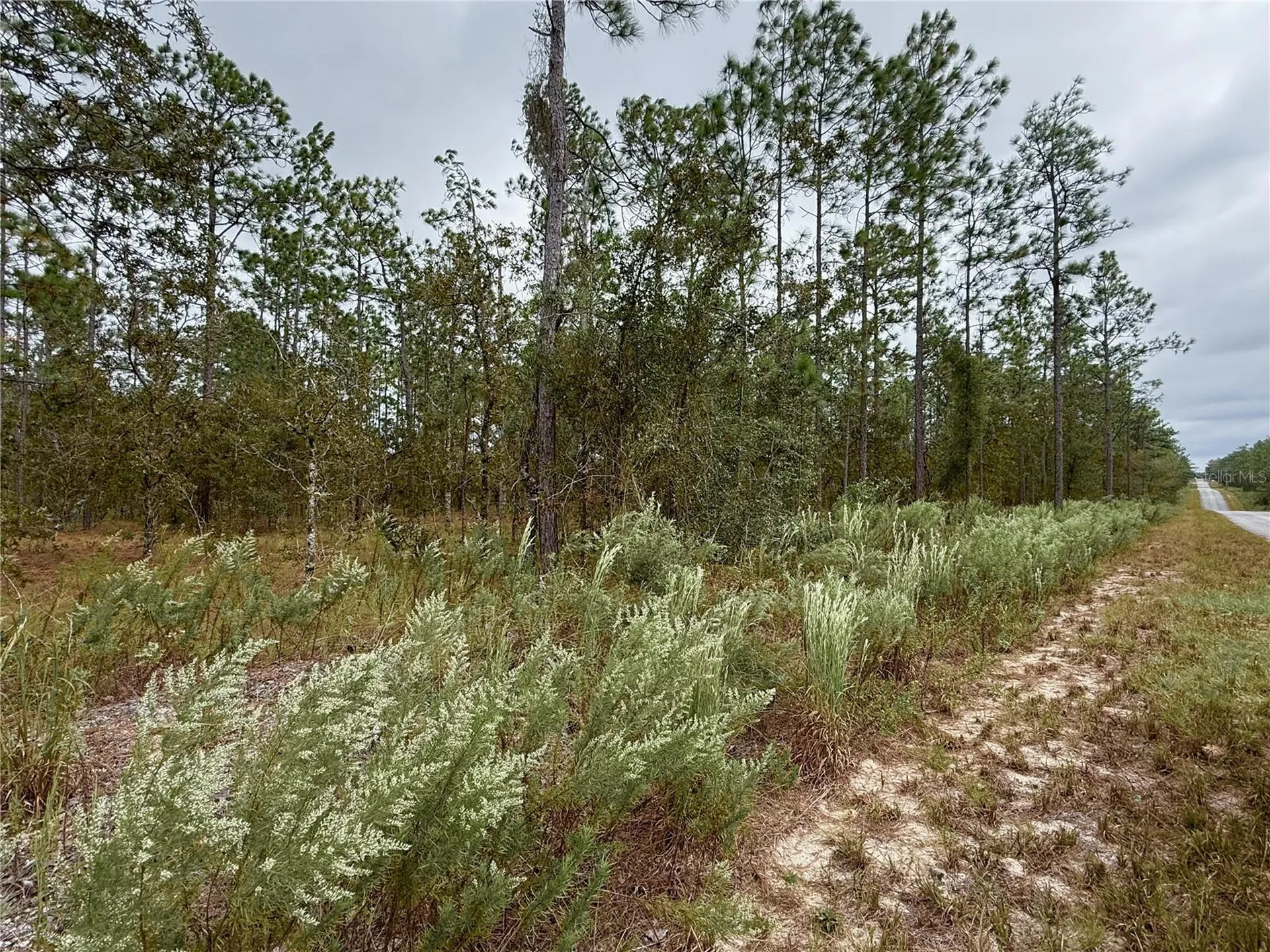 0 NW Alvarez Road Dunnellon FL 34431