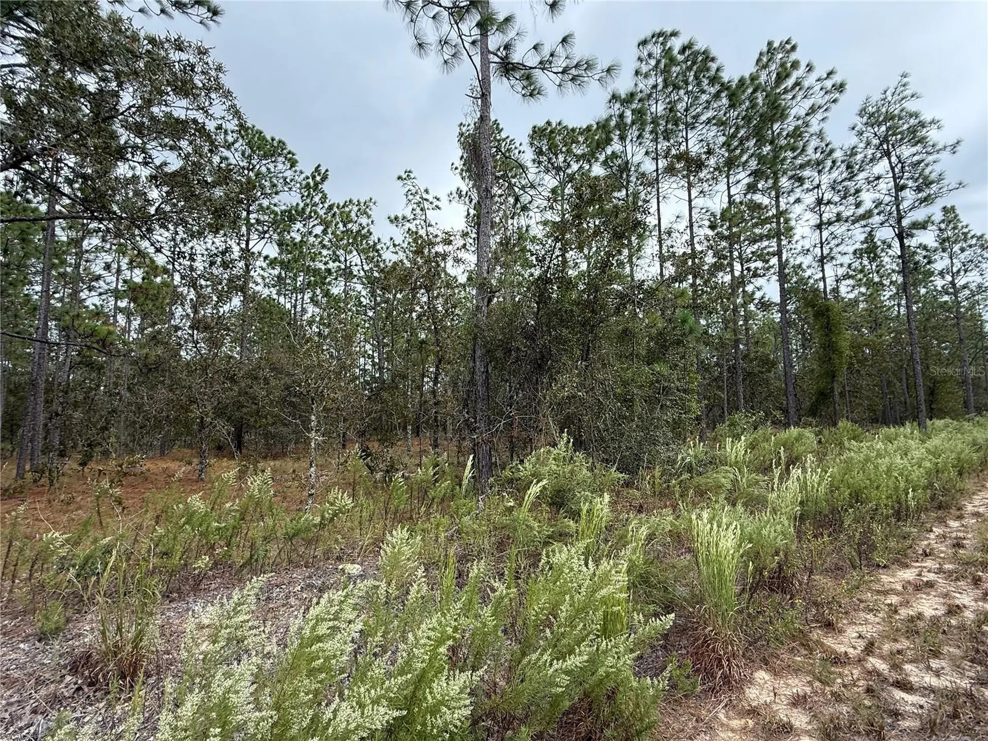 0 NW Alvarez Road Dunnellon FL 34431