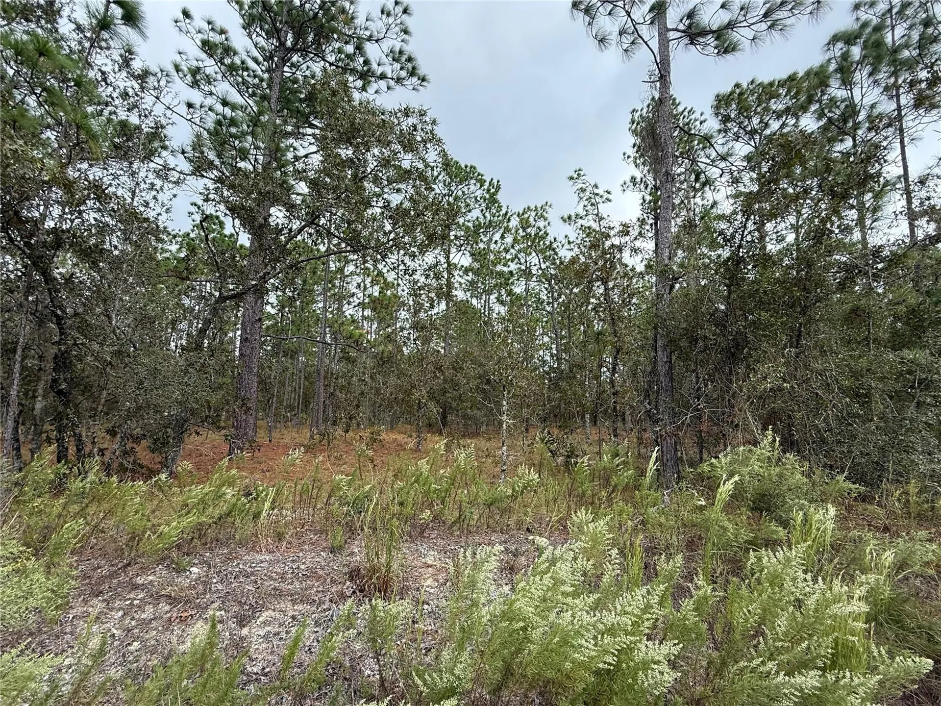 0 NW Alvarez Road Dunnellon FL 34431