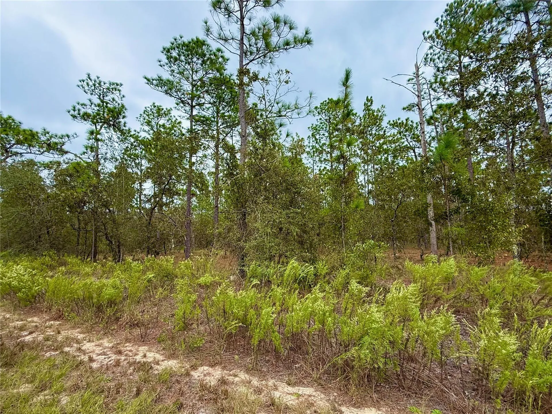 0 NW Alvarez Road Dunnellon FL 34431