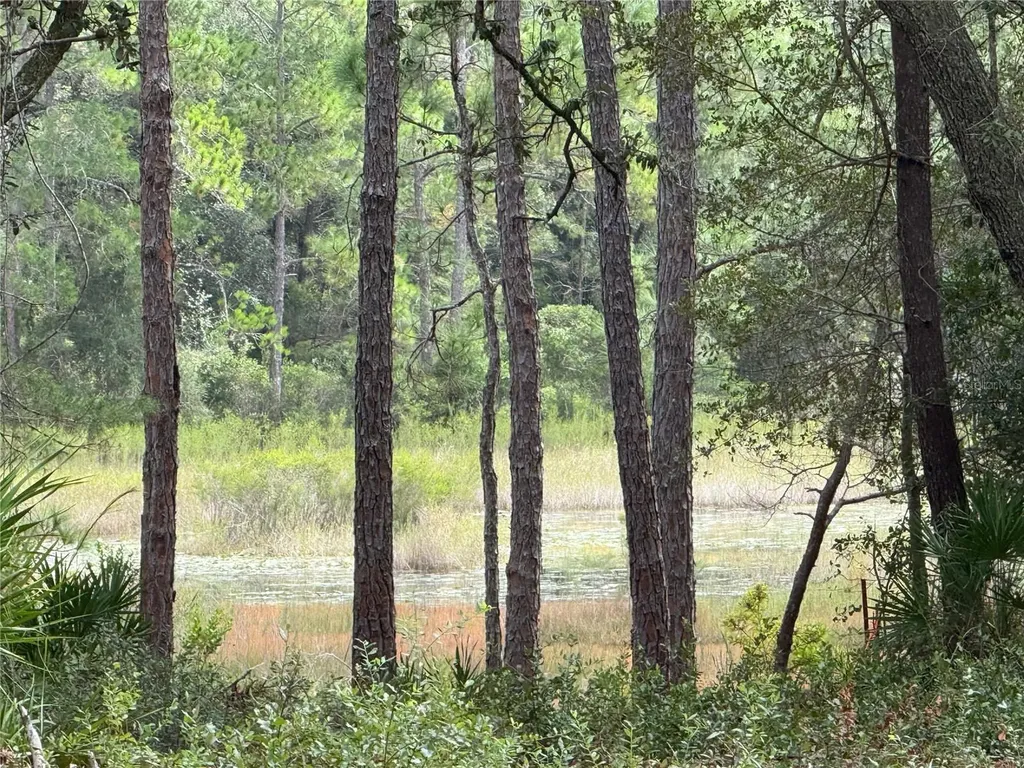 0 NE 114th Avenue Road Fort Mc Coy FL 32134