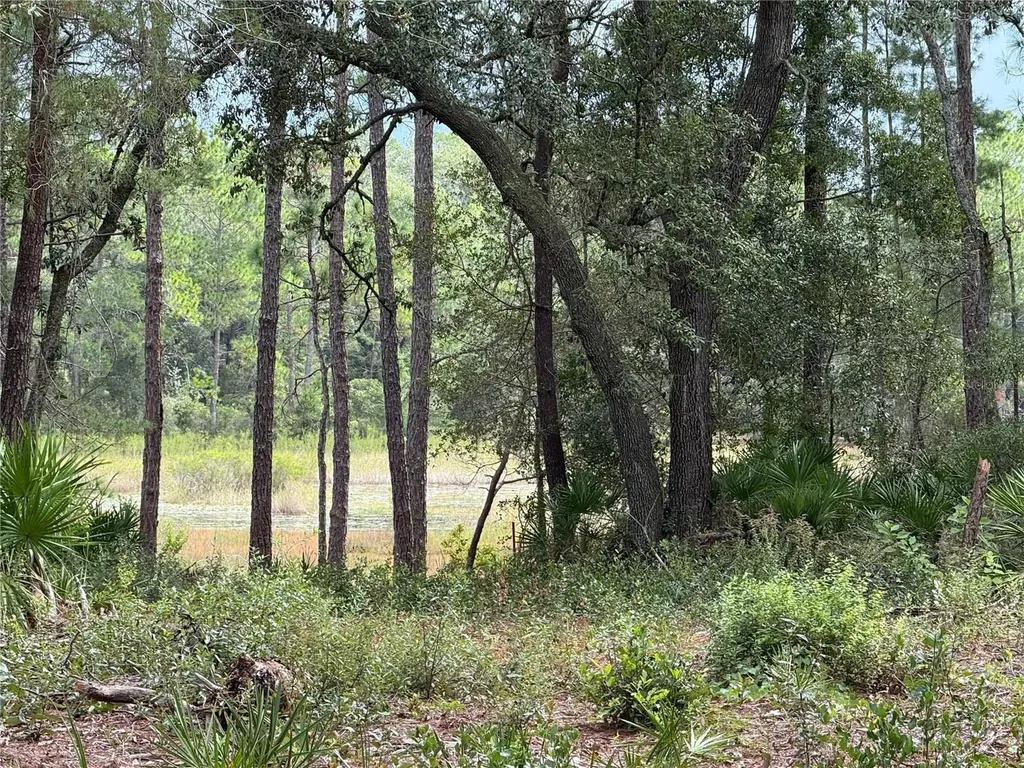 0 NE 114th Avenue Road Fort Mc Coy FL 32134
