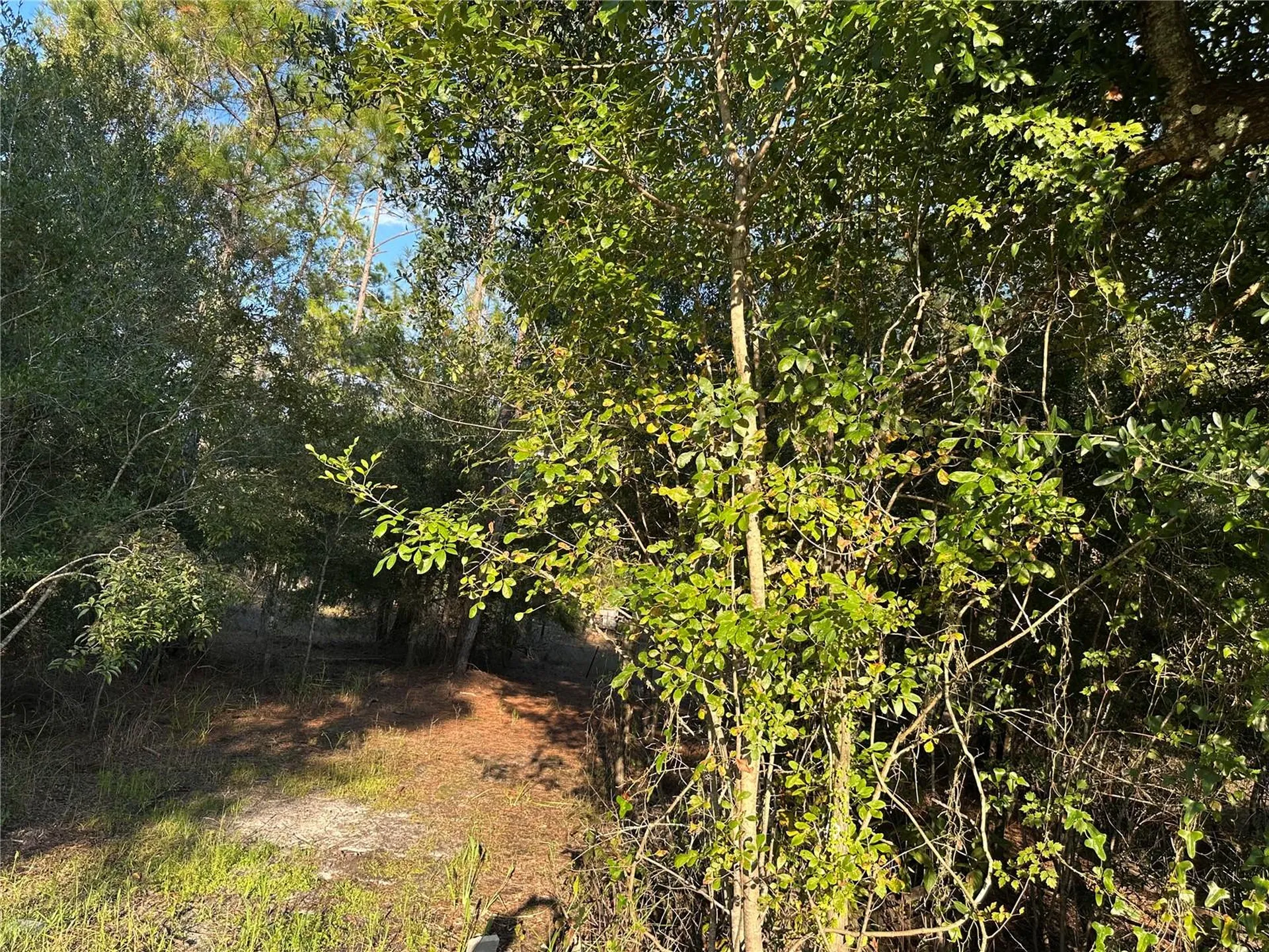 8338 Hardstone Drive Webster FL 33597