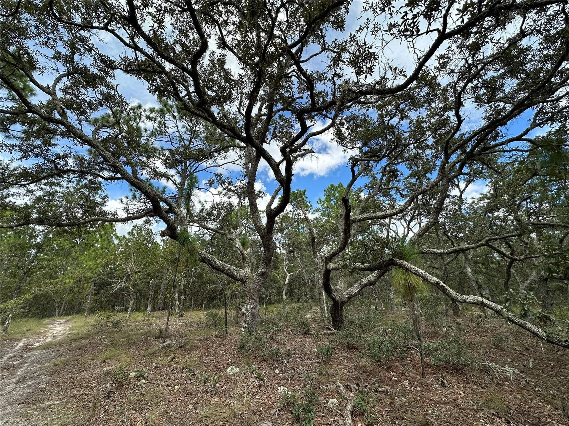 Tbd SE 105th Lane Dunnellon FL 34431
