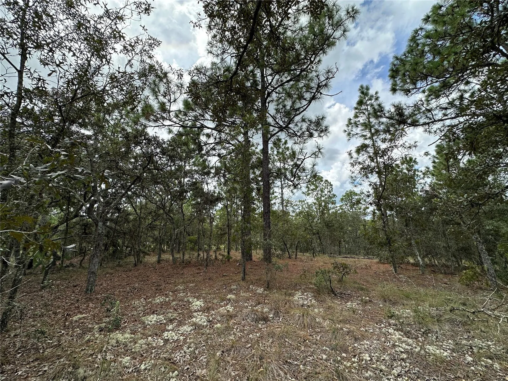 Tbd SE 105th Lane Dunnellon FL 34431