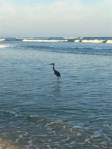 4453 S Atlantic Avenue Ponce Inlet FL 32127