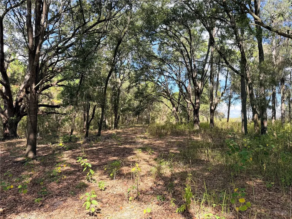 Bonsmara Drive Groveland FL 34736