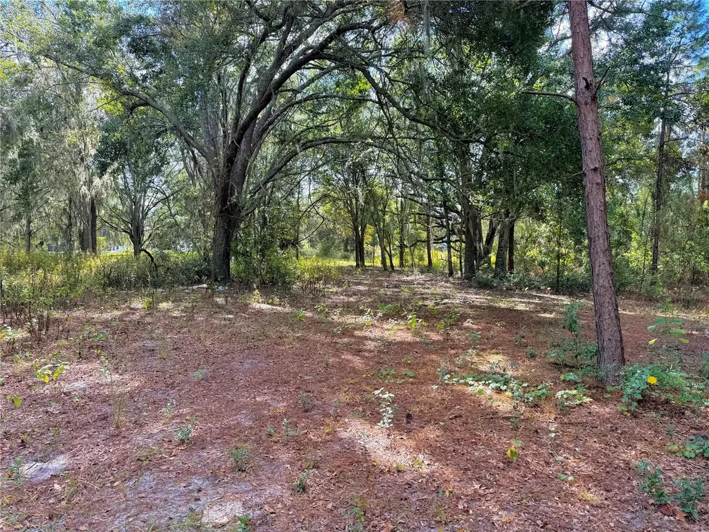 Bonsmara Drive Groveland FL 34736