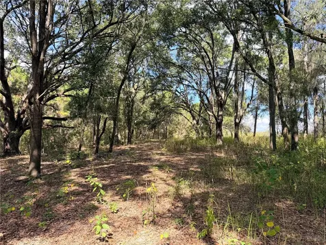 Bonsmara Drive Groveland FL 34736
