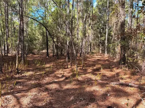 Bonsmara Drive Groveland FL 34736