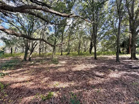 Bonsmara Drive Groveland FL 34736