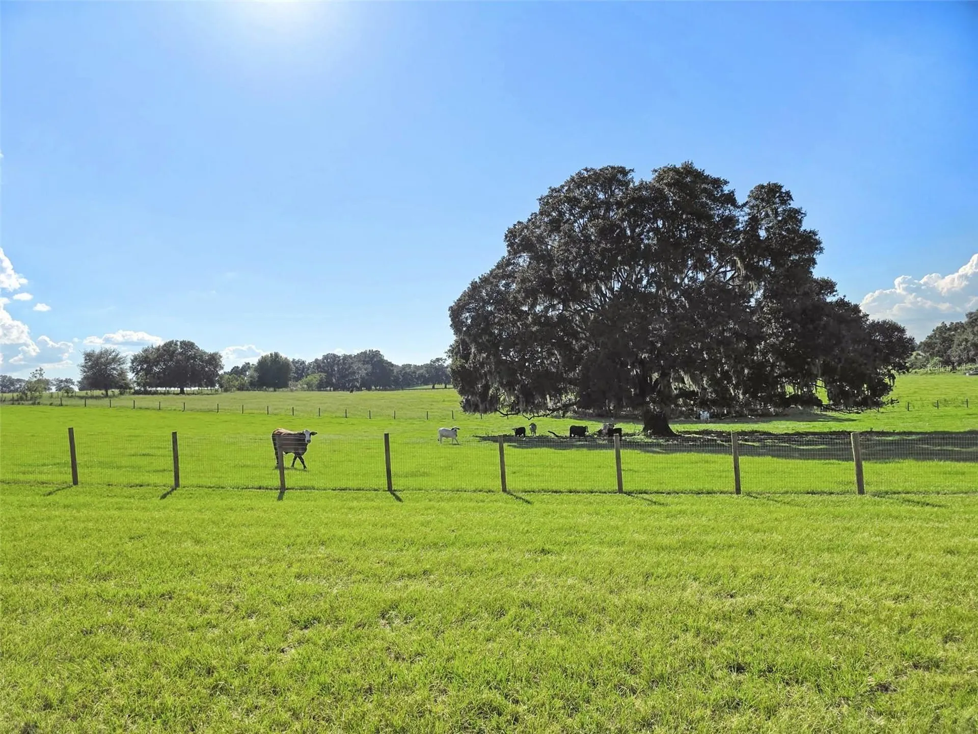 23220 NW 27th Street Morriston FL 32668