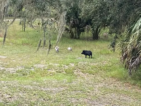 5559 SW 42nd Place Bell FL 32619