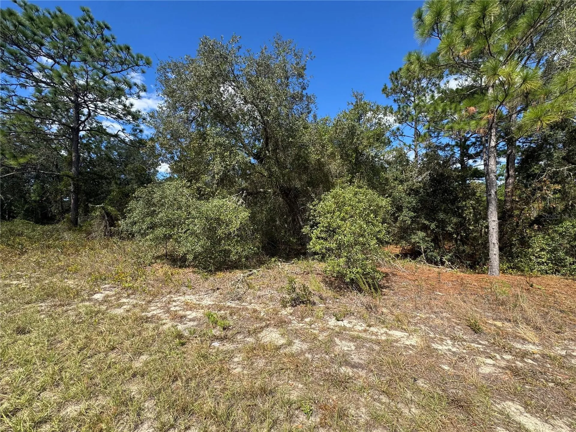3341 W Wilhelm Street Citrus Springs FL 34433