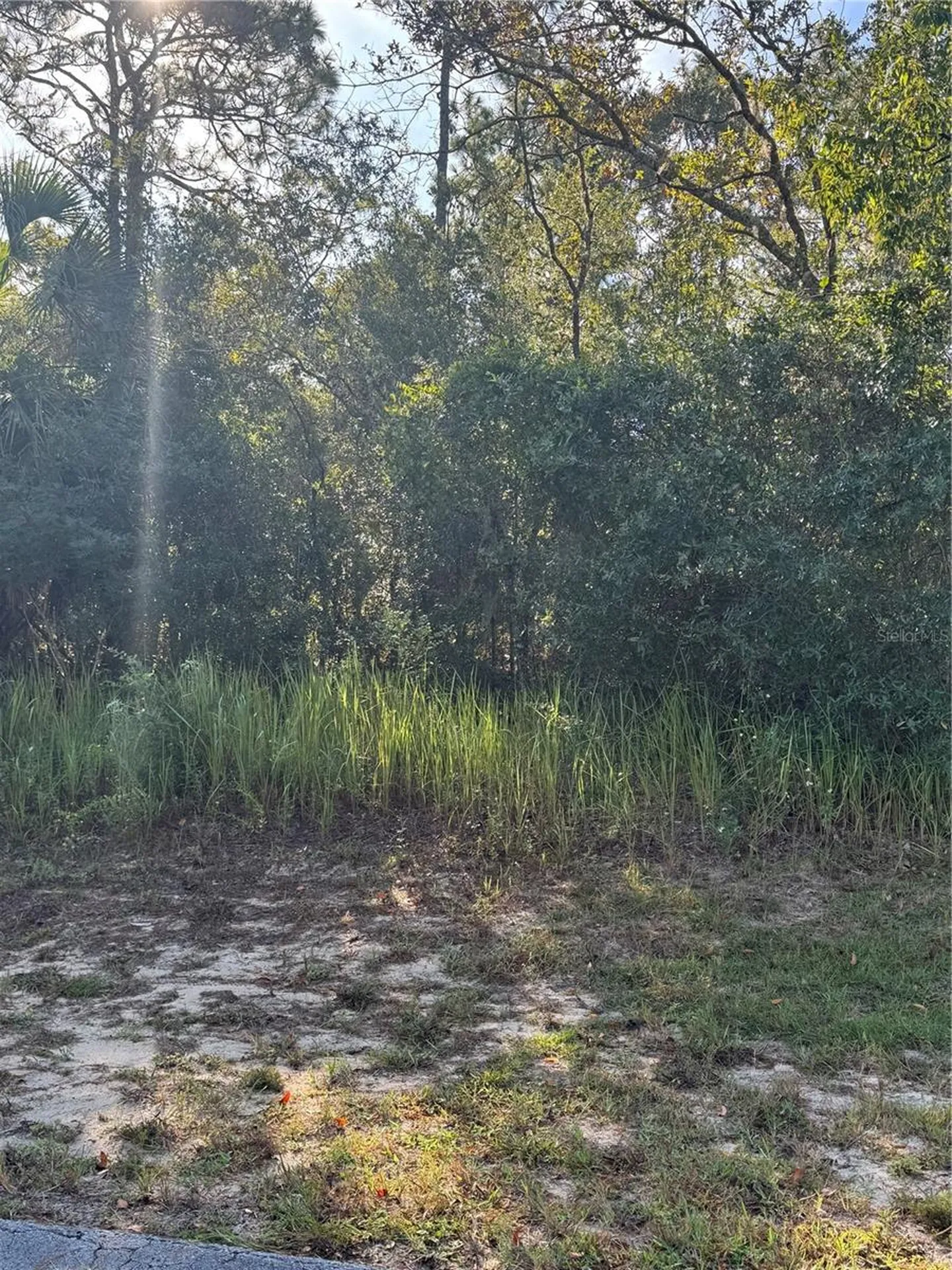 Tbd Hemlock Loop Drive Ocala FL 34472