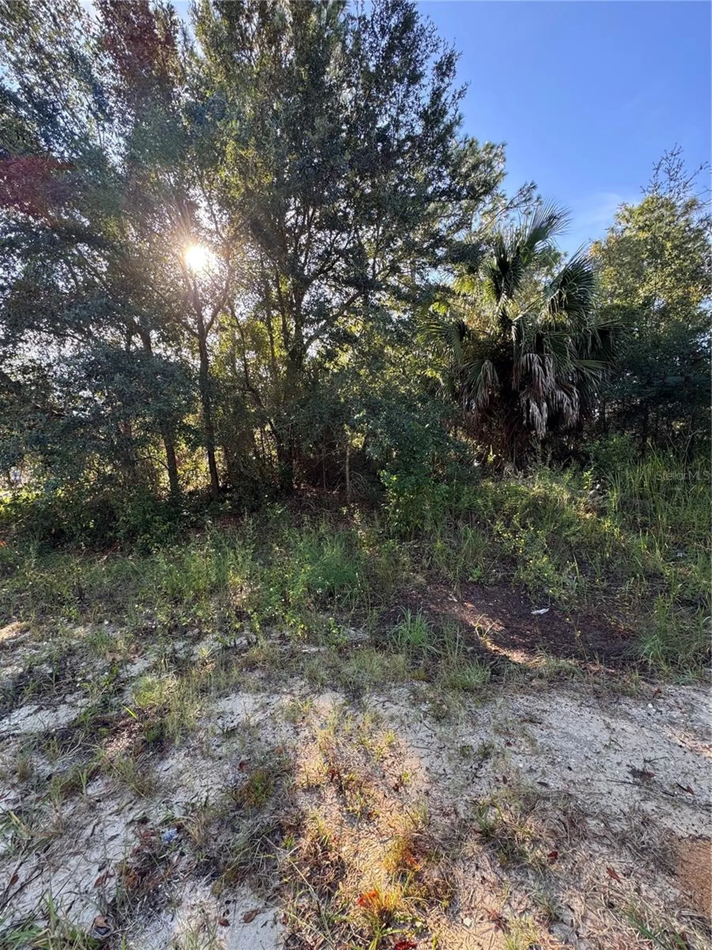 Tbd Hemlock Loop Drive Ocala FL 34472