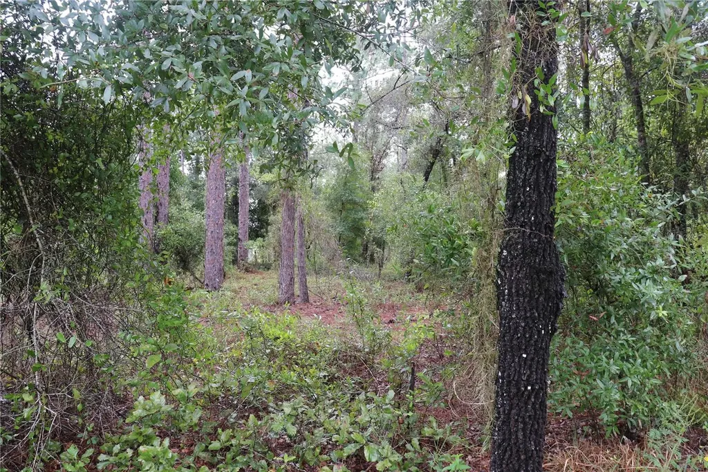00 NW Beuna Vista Road Dunnellon FL 34431