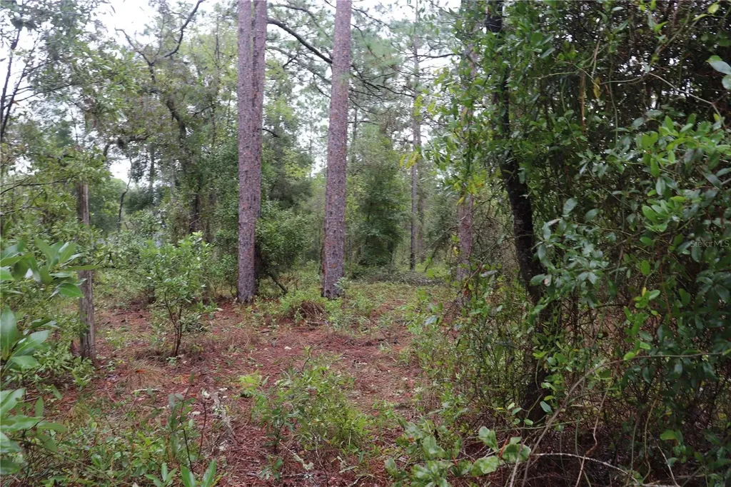 00 NW Beuna Vista Road Dunnellon FL 34431