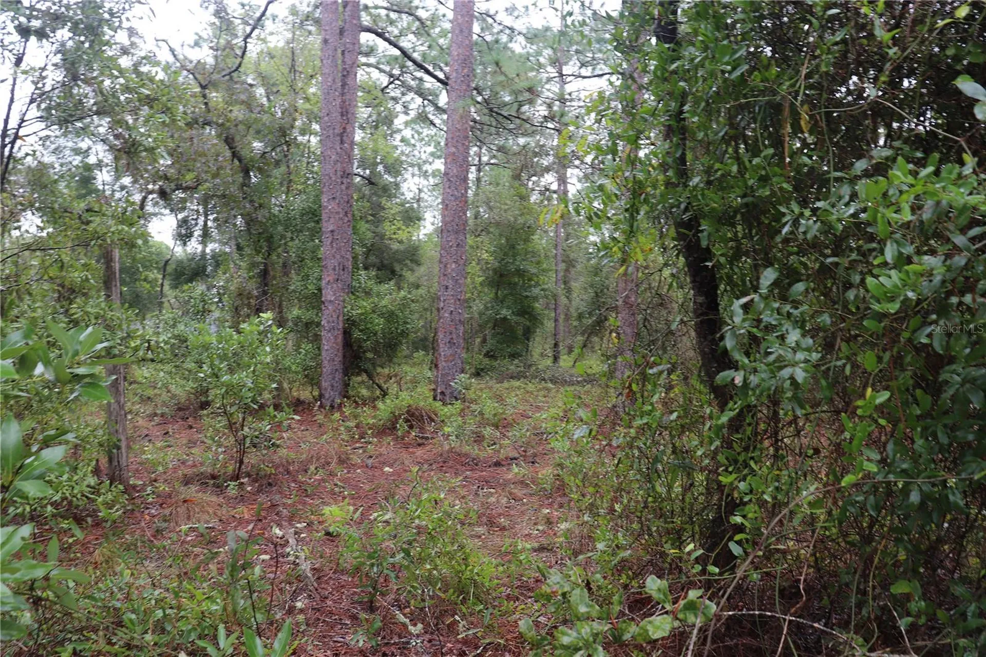 00 NW Beuna Vista Road Dunnellon FL 34431