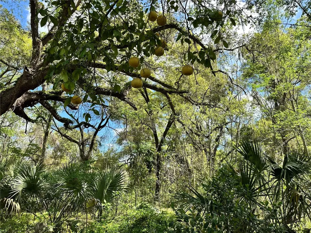 Tbd SW 5th Lane Ocala FL 34481