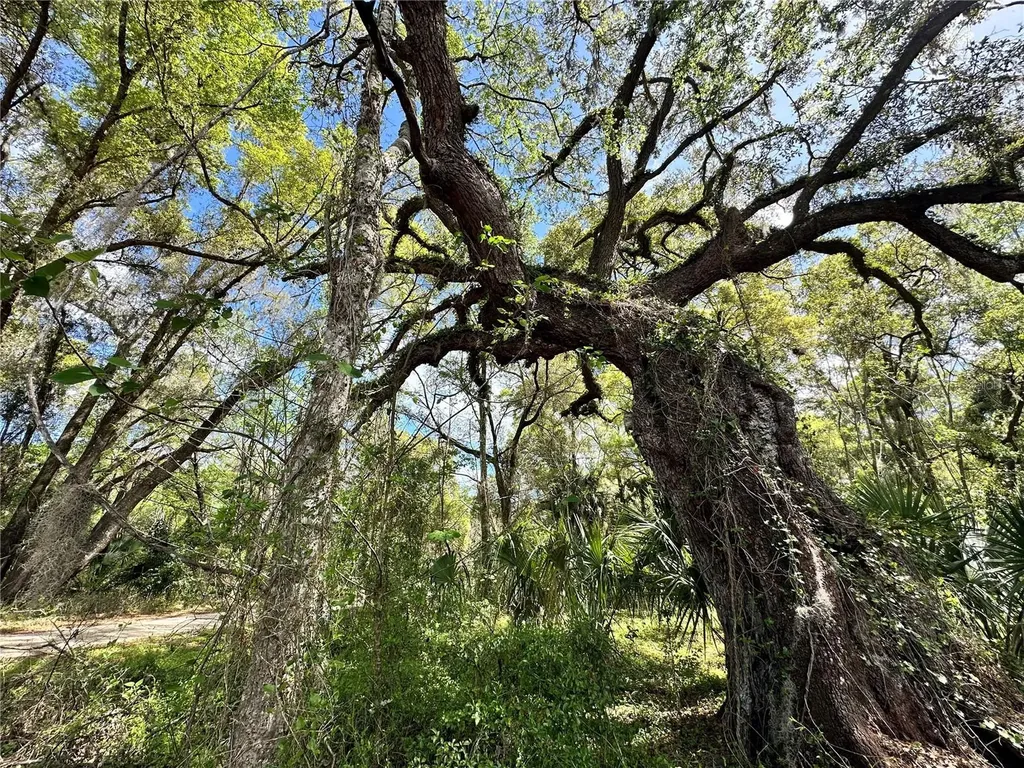 Tbd SW 5th Lane Ocala FL 34481