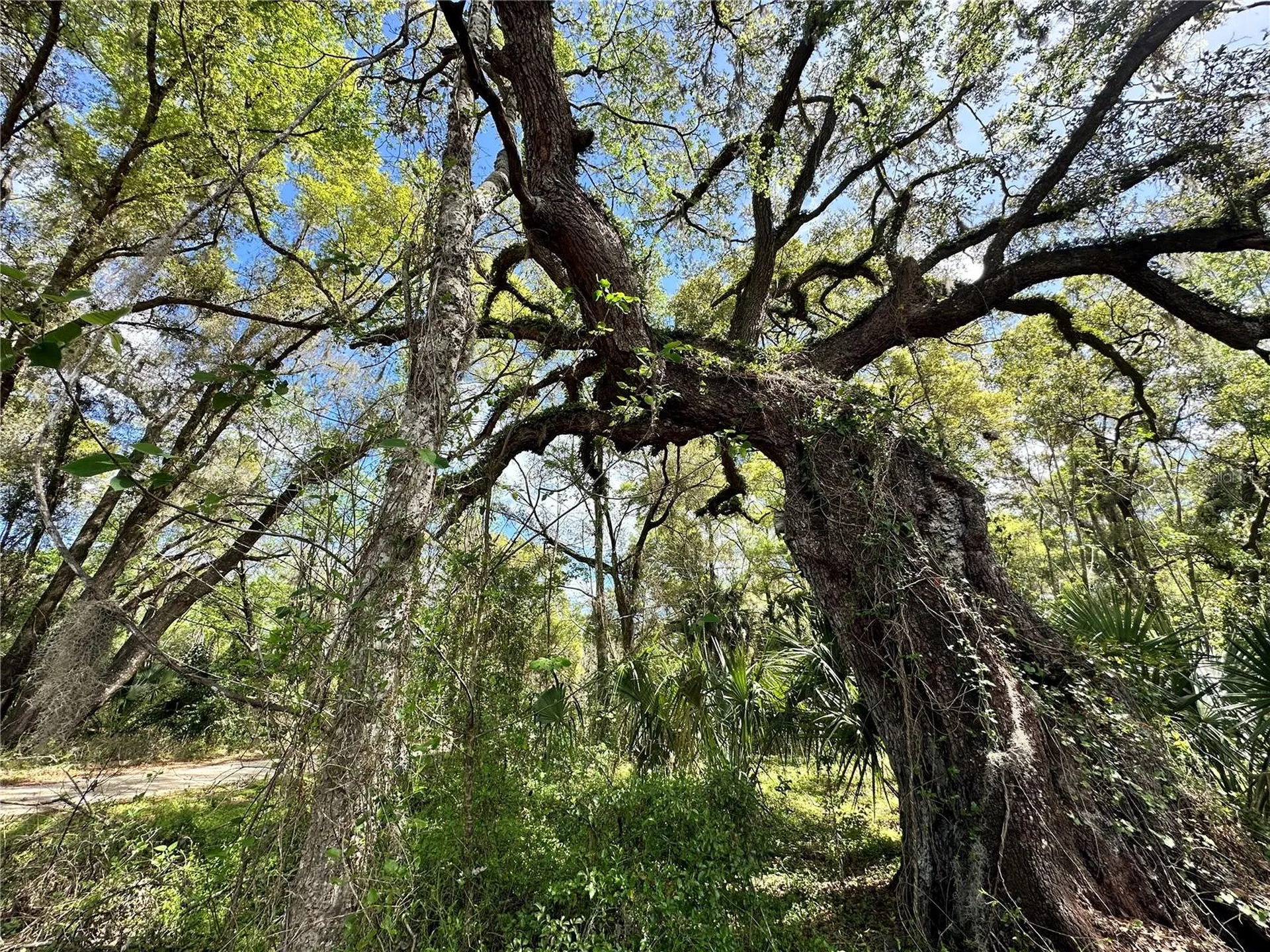 Tbd SW 5th Lane Ocala FL 34481