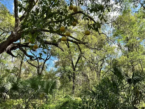 Tbd SW 5th Lane Ocala FL 34481