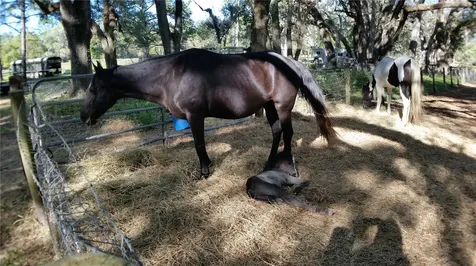 18635 Phillips Road Brooksville FL 34604