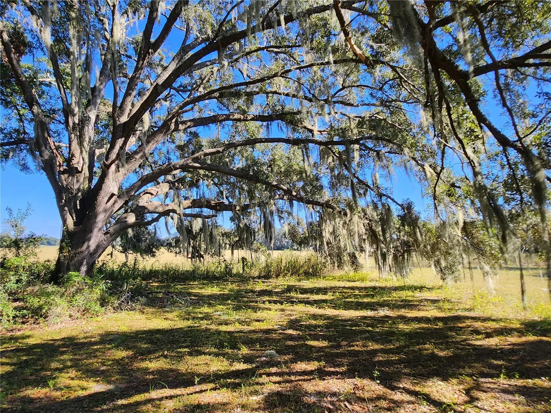 Tbd SW 175 Court Dunnellon FL 34432