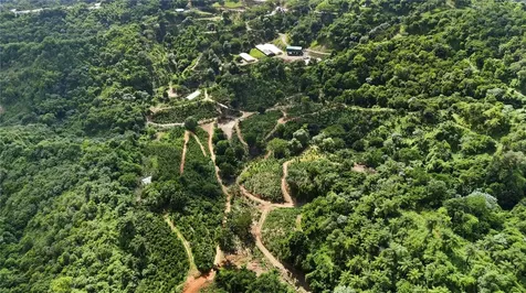 Bo. Hoyos Planes Carr. 531 Km Hm7 Jayuya PR 00664