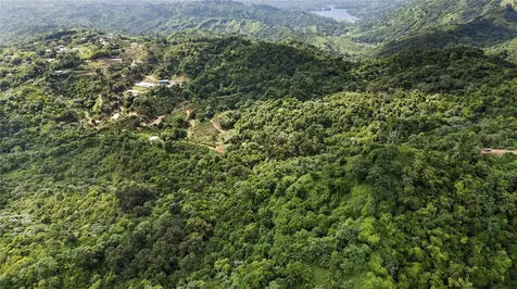 Bo. Hoyos Planes Carr. 531 Km Hm7 Jayuya PR 00664