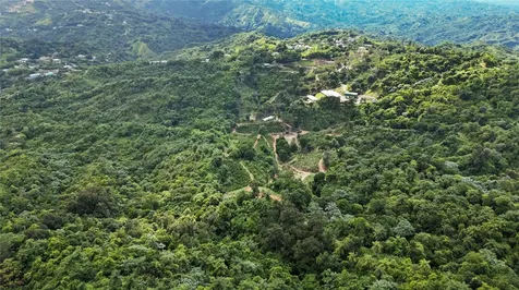 Bo. Hoyos Planes Carr. 531 Km Hm7 Jayuya PR 00664