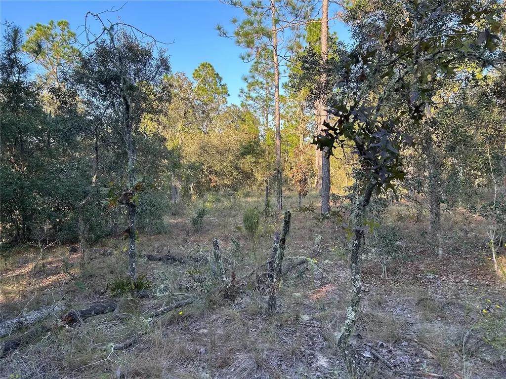 Tbd NE 148 Terrace Williston FL 32696