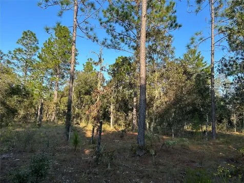 Tbd NE 148 Terrace Williston FL 32696