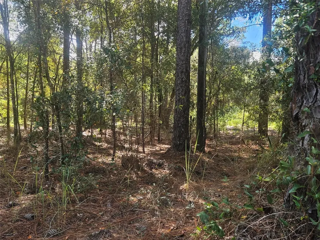Xxxx SW 92nd Place SW Dunnellon FL 34432