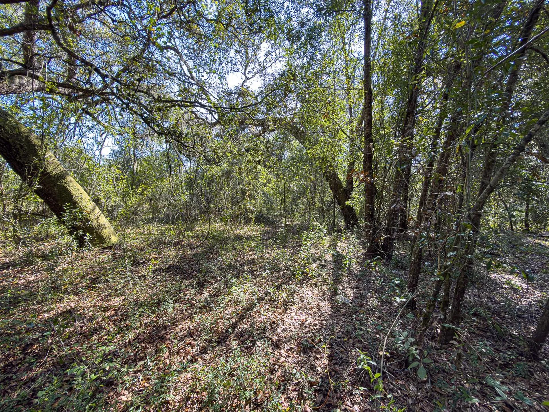 34095 Hyatt Road Dade City FL 33523
