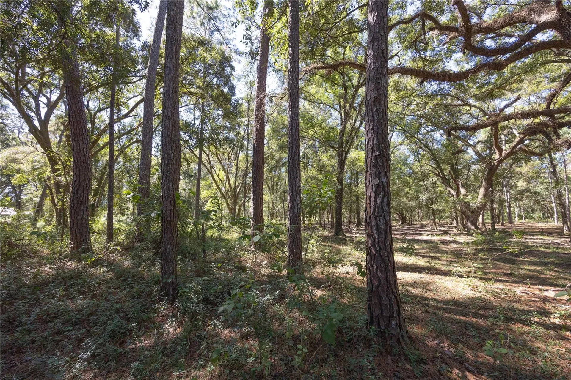 Tbd Cr 673 Webster FL 33597