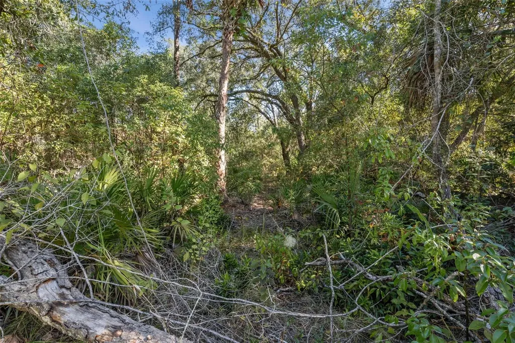 Faye Street Apopka FL 32712