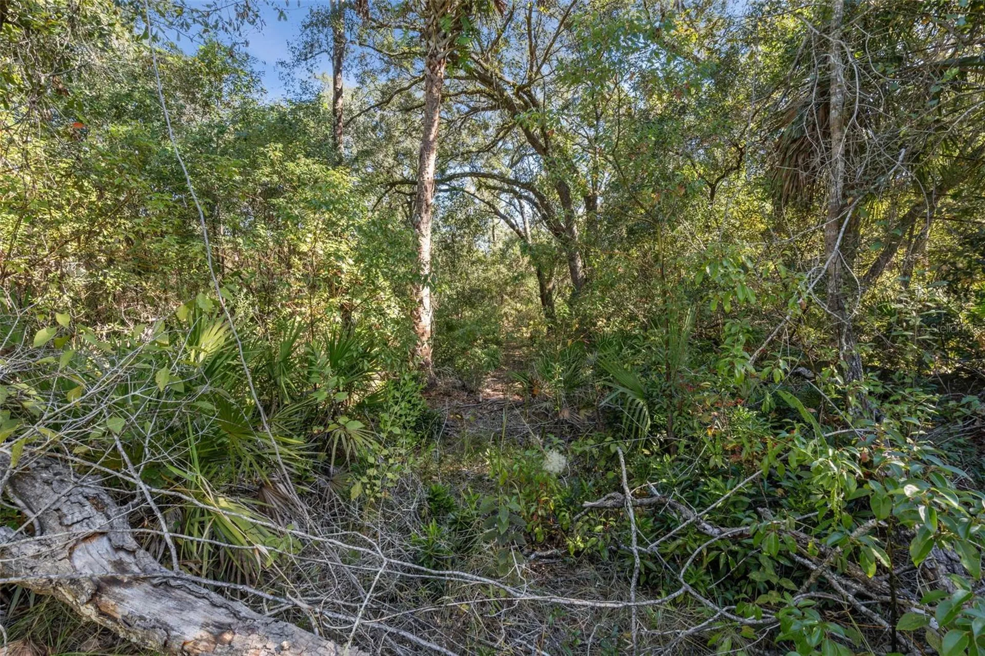 Faye Street Apopka FL 32712
