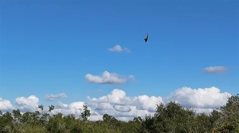 8735 Cr 631a Bushnell FL 33513
