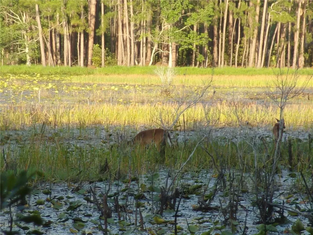 Deep Woods Road Paisley FL 32767