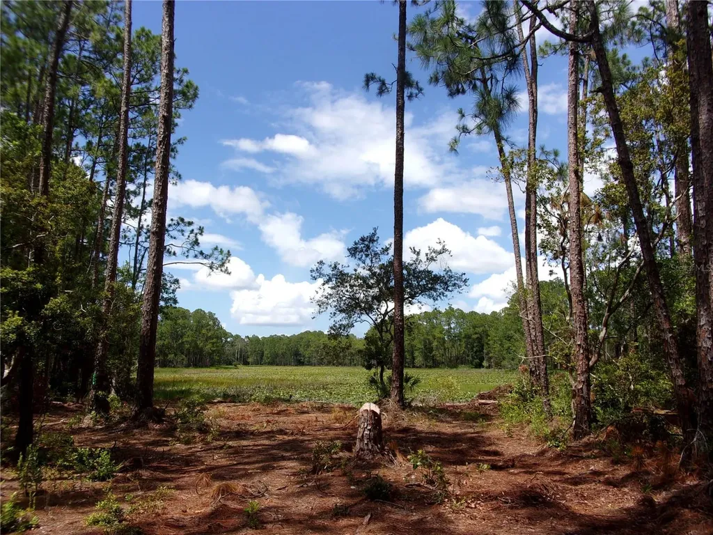 Deep Woods Road Paisley FL 32767