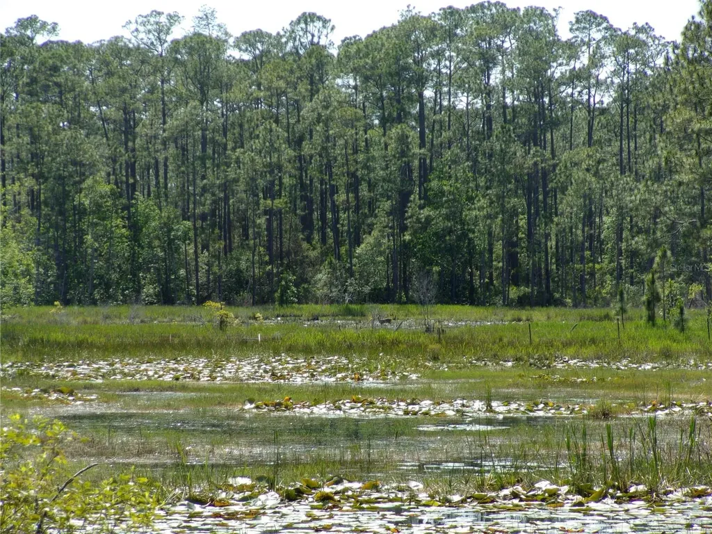 Deep Woods Road Paisley FL 32767