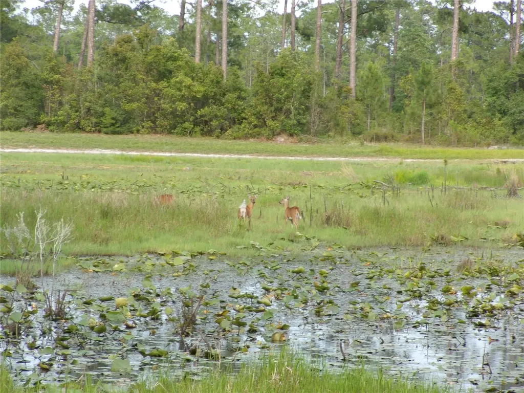 Deep Woods Road Paisley FL 32767