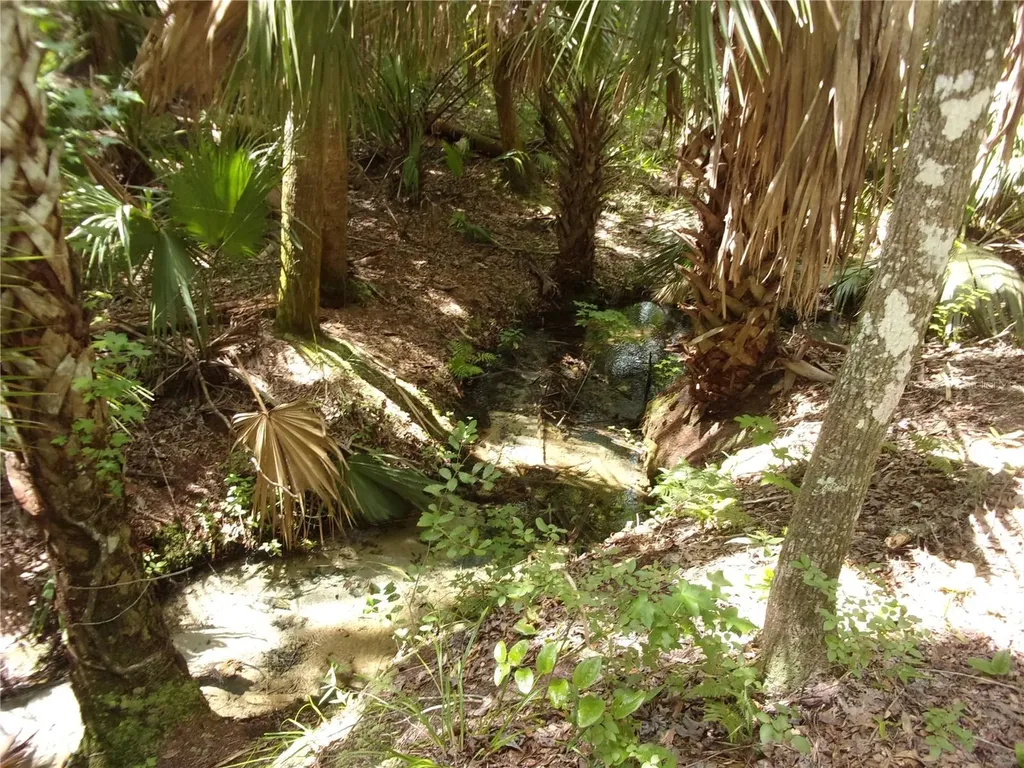 Deep Woods Road Paisley FL 32767
