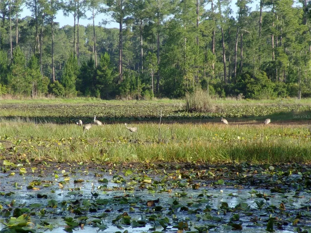 Deep Woods Road Paisley FL 32767