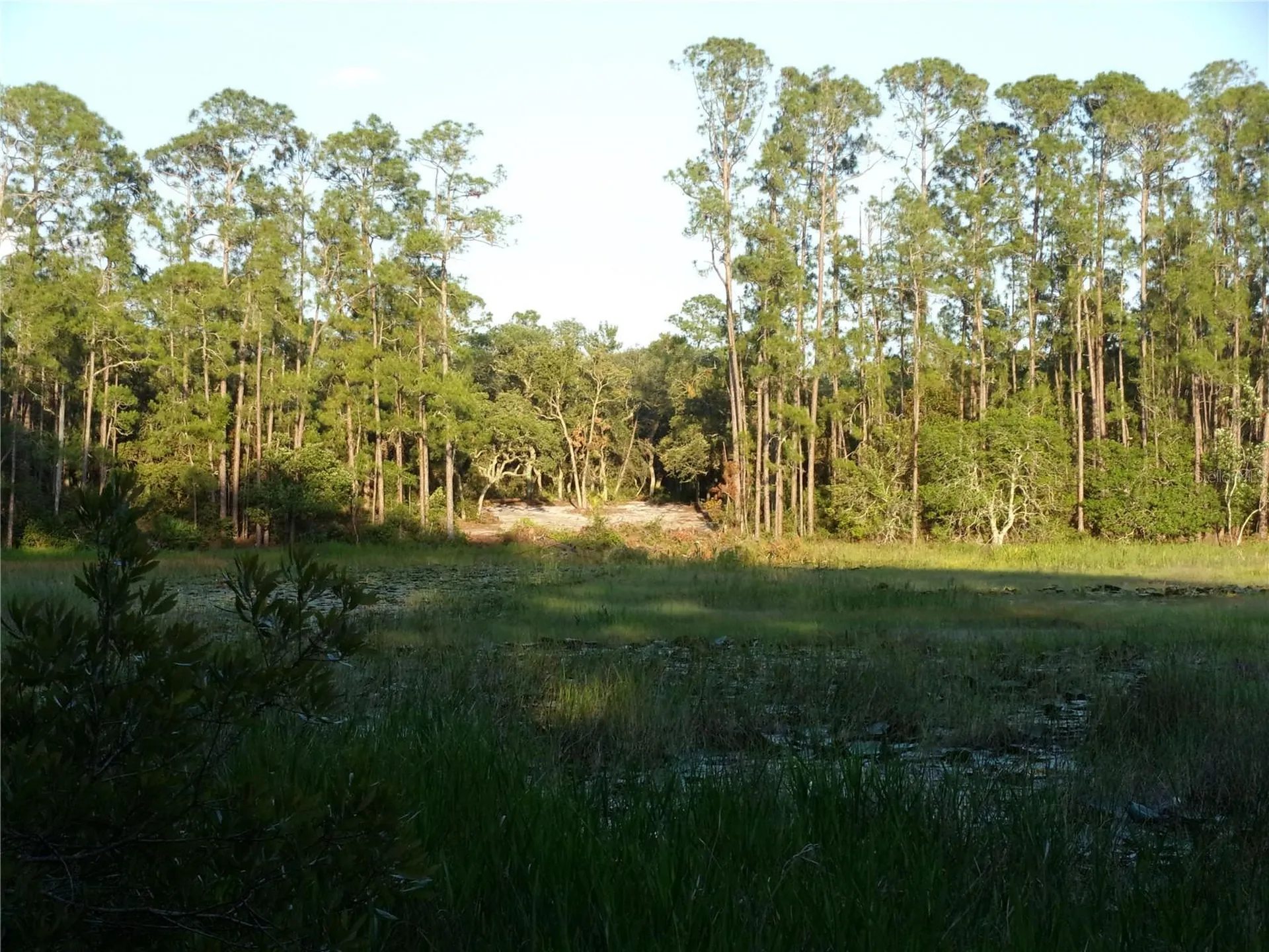 Deep Woods Road Paisley FL 32767