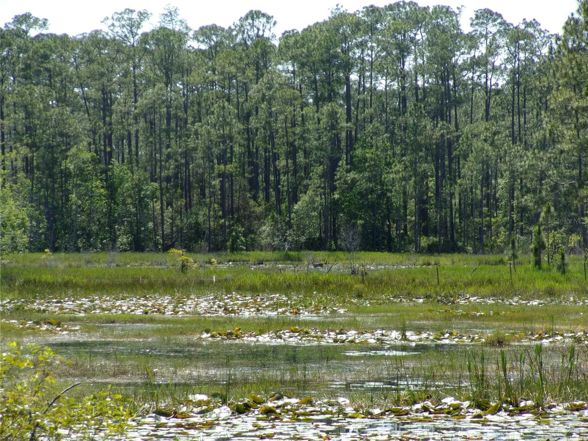 Deep Woods Road Paisley FL 32767