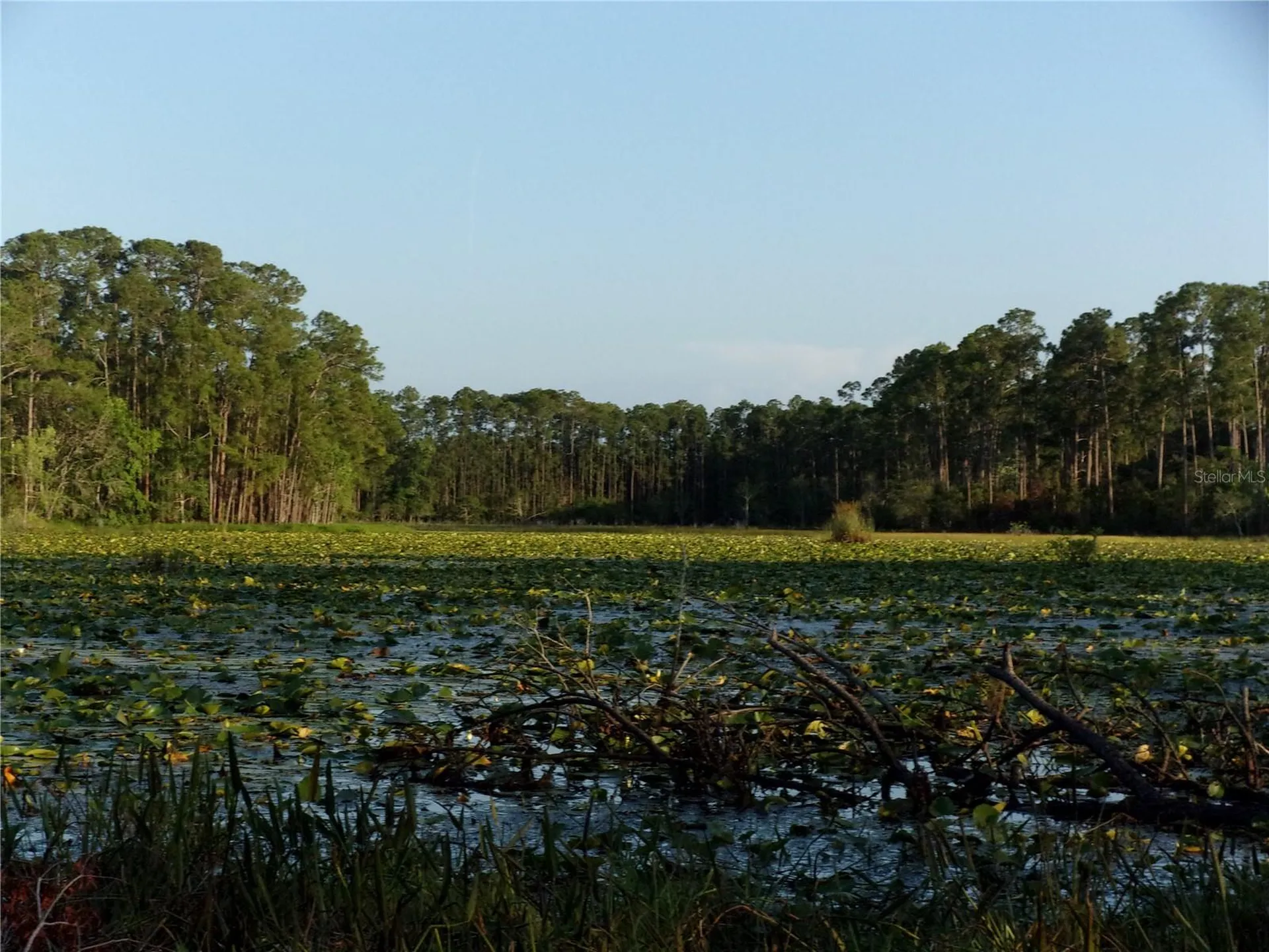 Deep Woods Road Paisley FL 32767